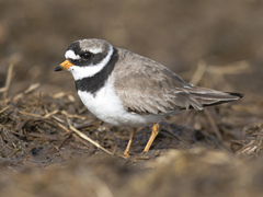 Sandlo (Charadrius hiaticula)