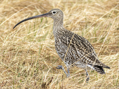 Storspove (Numenius arquata)