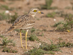 Triel (Burhinus oedicnemus)