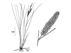 Flaskestarr (Carex rostrata)