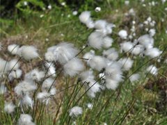 Torvmyrull (Eriophorum vaginatum)