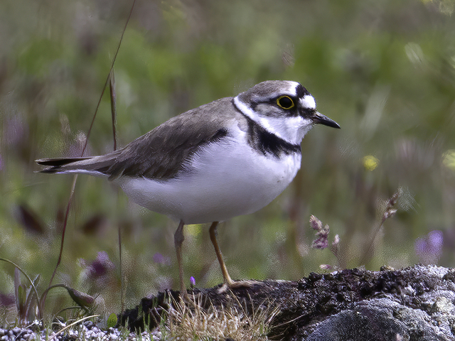 Dverglo (Charadrius dubius)