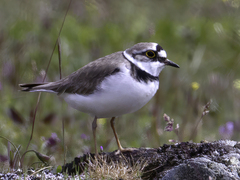 Dverglo (Charadrius dubius)