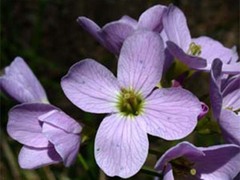 Cuckooflower (Cardamine pratensis)