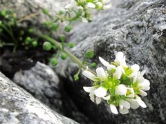 Common Scurvygrass (Cochlearia officinalis)