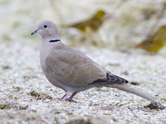 Eurasian Collared Dove (Streptopelia decaocto)