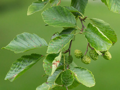 Grey Alder (Alnus incana)