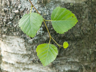 Bjørk (Betula pubescens)