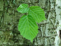 Common Hazel (Corylus avellana)