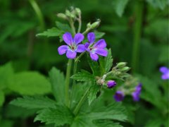 Skogstorkenebb (Geranium sylvaticum)