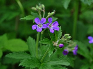 Skogstorkenebb (Geranium sylvaticum)