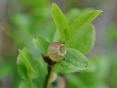 Bilberry (Vaccinium myrtillus)