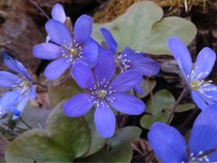 Blåveis (Hepatica nobilis)