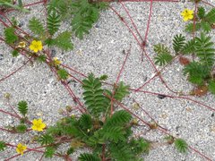 Gåsemure (Potentilla anserina)