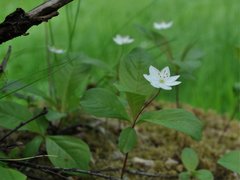 Skogstjerne (Trientalis europaea)