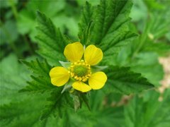 Kratthumleblom (Geum urbanum)