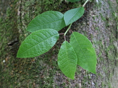 European Bird Cherry (Prunus padus)