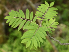 Rowan (Sorbus aucuparia)
