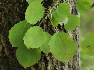Osp (Populus tremula) Osp (Populus tremula)