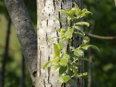 Goat Willow (Salix caprea)