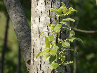 Selje (Salix caprea) Selje (Salix caprea)