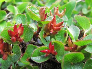 Musøre (Salix herbacea)