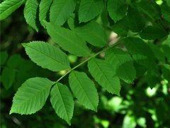 Ash (Fraxinus excelsior)