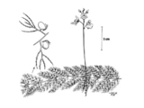 Vrangblærerot (Utricularia australis)