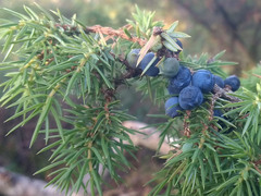 Einer (Juniperus communis)