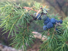 Common Juniper (Juniperus communis)