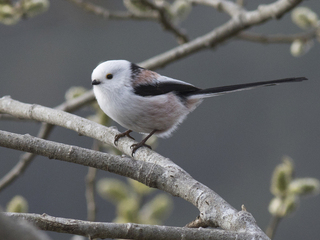 Stjertmeis (Aegithalos caudatus) Stjertmeis (Aegithalos caudatus)