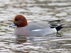 Eurasian Wigeon (Anas penelope)