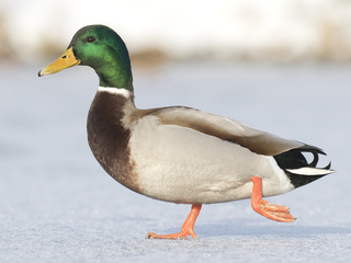 Stokkand (Anas platyrhynchos) Stokkand (Anas platyrhynchos)