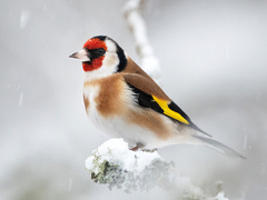 Stillits (Carduelis carduelis)