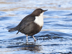 Dipper (Cinclus cinclus)