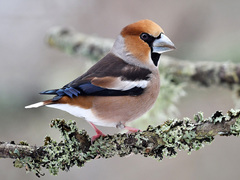 Kjernebiter (Coccothraustes coccothraustes)