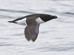 Razorbill (Alca torda)