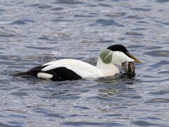 Common Eider (Somateria mollissima)