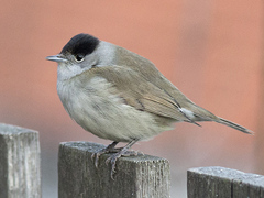 Munk (Sylvia atricapilla)