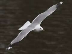 Mew Gull (Larus canus)