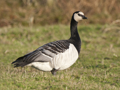 Barnacle Goose (Branta leucopsis)