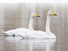 Whooper Swan (Cygnus cygnus)
