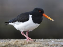 Eurasian Oystercatcher (Haematopus ostralegus)