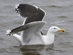 Great Black-backed Gull (Larus marinus)