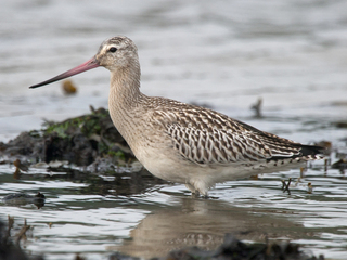 Lappspove (Limosa lapponica)