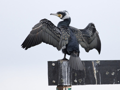 Storskarv (Phalacrocorax carbo)