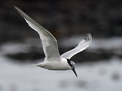 Sandwich Tern (Thalasseus sandvicensis)