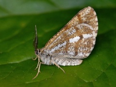 Bordered White (Bupalus piniaria)