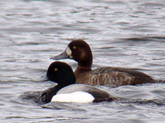 Greater Scaup (Aythya marila)