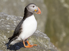 Atlantic Puffin (Fratercula arctica)